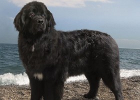 Newfoundland descriere câine rasa, pret îmblânzire