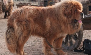 Newfoundland (câine) - o descriere, poze, pret de îngrijire catelus, „da laba“