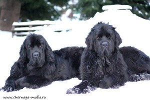 Newfoundland (câine) - o descriere, poze, pret de îngrijire catelus, „da laba“