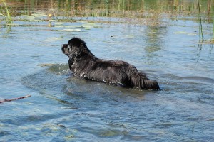 Newfoundland (câine) - o descriere, poze, pret de îngrijire catelus, „da laba“