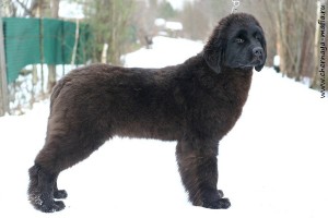 Newfoundland (câine) - o descriere, poze, pret de îngrijire catelus, „da laba“