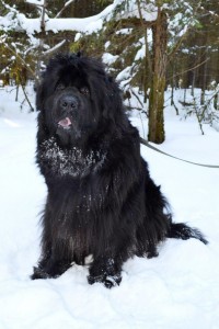 Newfoundland (câine) - o descriere, poze, pret de îngrijire catelus, „da laba“