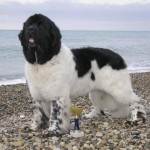Terra Nova - câine rasa scafandru citi descrierea, caracterizarea, uite - viața mea