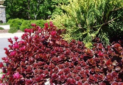 Stonecrop - planta o varietate de specii de plantare în țară