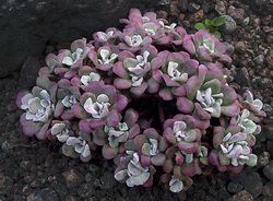 Stonecrop - planta o varietate de specii de plantare în țară