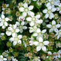 Sedum varietate de specii, fotografie, o grădină de plante