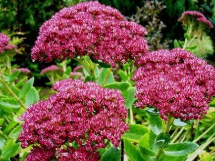 caracteristici de clasă proeminente Sedum, aplicarea