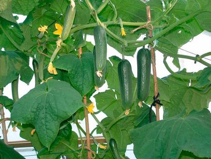 plantare Castravete, îngrijire, cultivare, soiuri