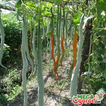 Castravetele trichosanthes special soiuri și tehnici agricole