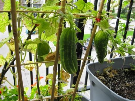 Castravetele pe balcon - o tehnologie de cultivare uitata