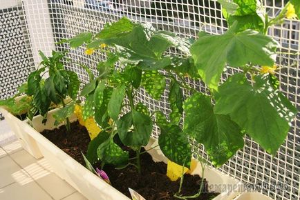 Castravetele pe balcon - o tehnologie de cultivare uitata
