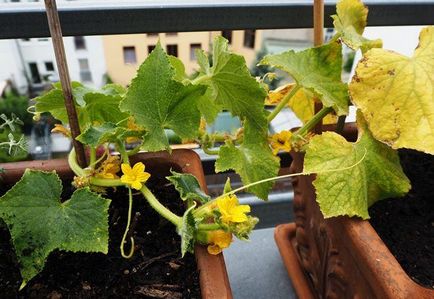 Castravetele pe balcon - o tehnologie de cultivare uitata