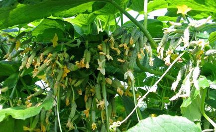 Polenizarea de castraveți în polenizarea cu efect de seră normele, avantajele și dezavantajele pcheloopyljaemogo soiuri