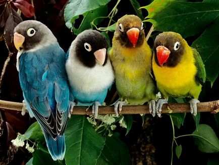 Descriere papagali și porumbei grijă de ei acasă