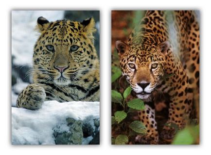 Spre deosebire de leopard și ghepard jaguari ghepard