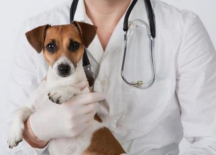 Papiloame în tipuri de câini, tratament