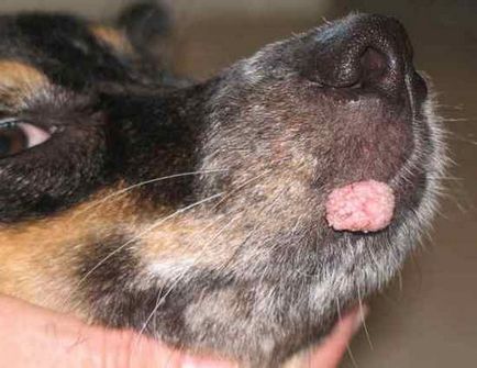 Papiloame (negi), la câini, virusul piele