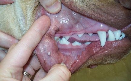 Papiloame (negi), la câini, virusul piele