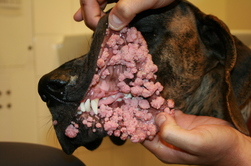 Papiloame la câini - Simptome si tratamentul papilomatozei de câini de la Moscova