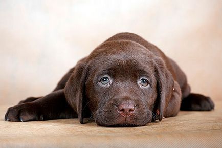Papiloame in simptome câini și opțiuni de tratament