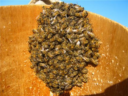 Bee roi - Blogul apicultor
