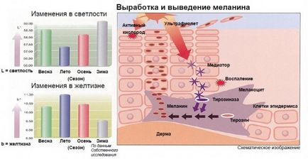 Pigmentul melanina - cum să-l restaureze, și lipsa de exces de melanină