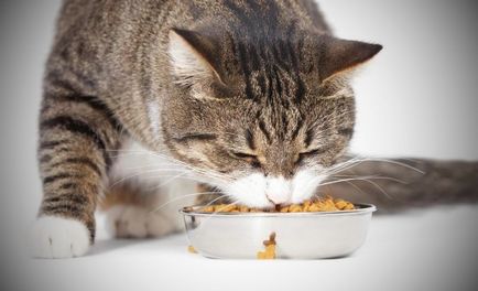 De ce pisica îngroapă alimente dezvăluie principalele motive