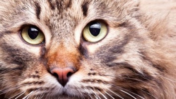 De ce pisicile trăiesc pe cont propriu și nu în ambalaj 