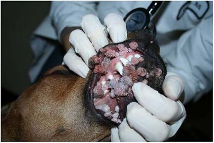 Care sunt cauzele creșteri pe câini corp - tratament veruci la câini