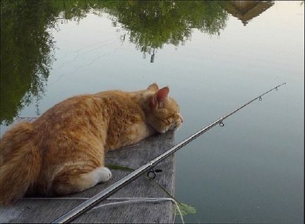 De ce pește nu musca cauzele și metodele de pescuit care stau la baza