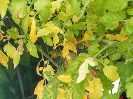 De ce frunzele se tomatele galbene