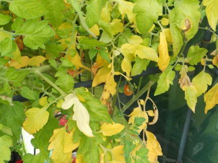 De ce frunze rândul său galben, roșiile și ce să facă, agro-Gazette