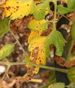 De ce frunzele se tomatele galbene în seră, principalele cauze ale îngălbenire