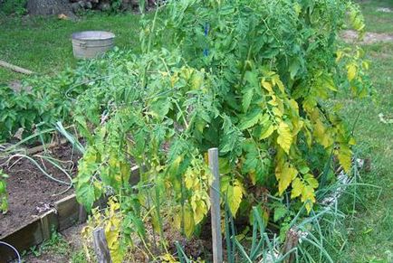 De ce frunzele se îngălbenesc în prevenirea și tratamentul de tomate
