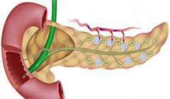 pancreatice umane, structura și funcția sa