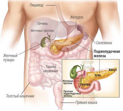 pancreatice umane, structura și funcția sa
