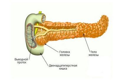 Pancreas, rolul său în corpul uman și provoacă boala