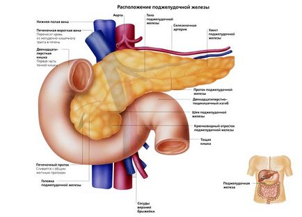 Pancreas, rolul său în corpul uman și provoacă boala