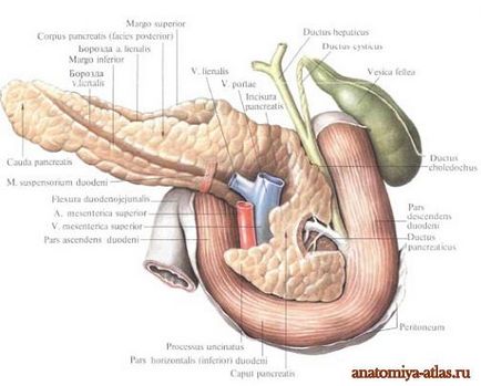 Pancreas - este
