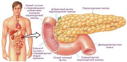 Funcția Pancreas și tratamentul bolilor