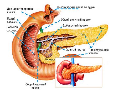 Pancreas cum doare și în cazul în care o persoană