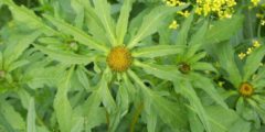 goutweed plante medicinale utile, proprietățile sale și fotografii close-up