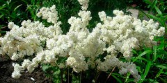 goutweed plante medicinale utile, proprietățile sale și fotografii close-up