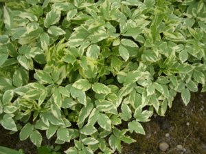 Proprietăți utile de goutweed, utilizarea plantelor în medicină