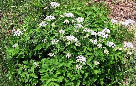 Proprietăți utile de plante aromatice goutweed, contraindicații și proprietăți terapeutice