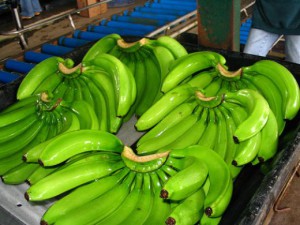 Avantaje și prejudicii de banane - modul de pregătire și de a alege banane, care nu pot fi acolo