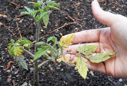 Tomate rândul său, frunze galbene mai mici după plantare -zabolevanie sau o variantă a normei