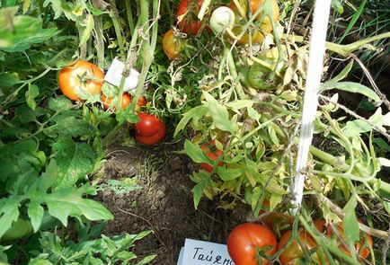 Tomate rândul său, frunze galbene mai mici după plantare -zabolevanie sau o variantă a normei