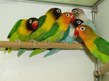 lovebirds papagalii, da doi!