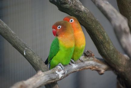 lovebirds papagalii, da doi! (Celula Lovebird) lovebirds papagalii, da doi!